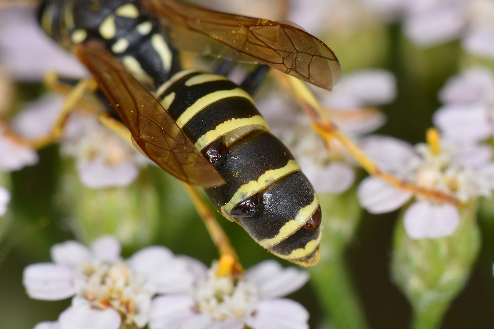 Polistes nimpha parassitizzata?